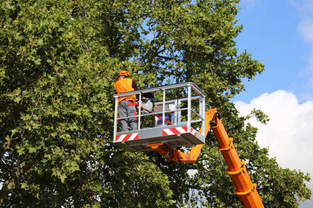  Billington Heights, NY Tree Removal and Landscaping Services Pros